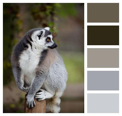 Madagascar Lemur Ring Tailed Lemur Image